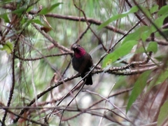 Lampornis amethystinus