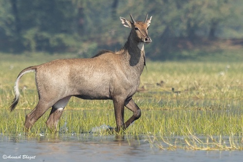 Nilgai