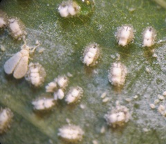 Siphoninus phillyreae