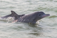 Indian Ocean Humpback Dolphin photo 2