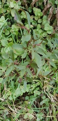 Ageratina riparia