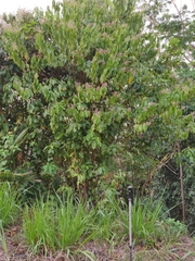 Miconia affinis