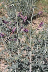 Astragalus brauntonii