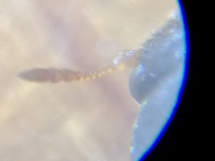 Attagenus