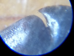 Attagenus