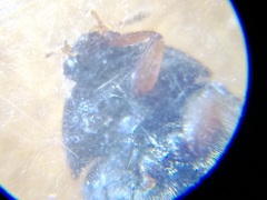 Attagenus
