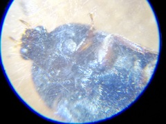 Attagenus