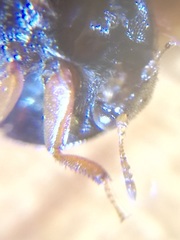 Attagenus