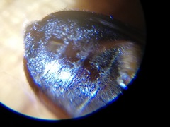Attagenus