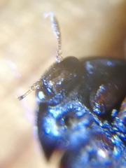 Attagenus