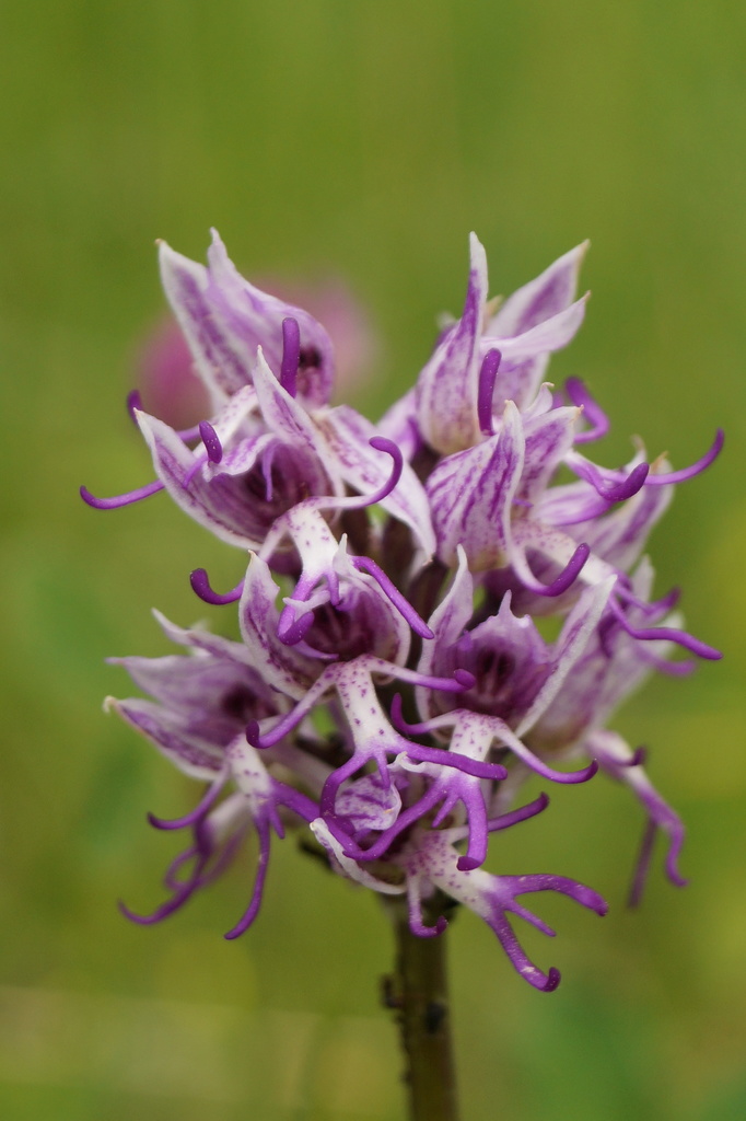 Monkey orchid