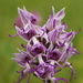 Orchis simia - Photo (c) Wolfgang Blum,  זכויות יוצרים חלקיות (CC BY-NC), uploaded by Wolfgang Blum