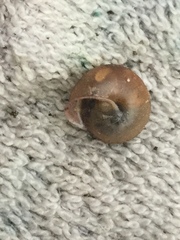 Bradybaena similaris