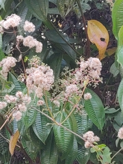 Miconia affinis