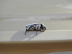 Paleopragma cabellai