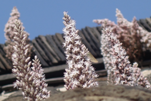rock pine