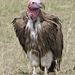 Lappet-faced Vulture - Photo (c) Lip Kee Yap, some rights reserved (CC BY-SA)