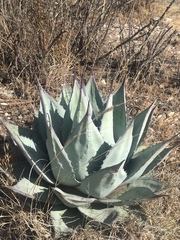 Agave applanata