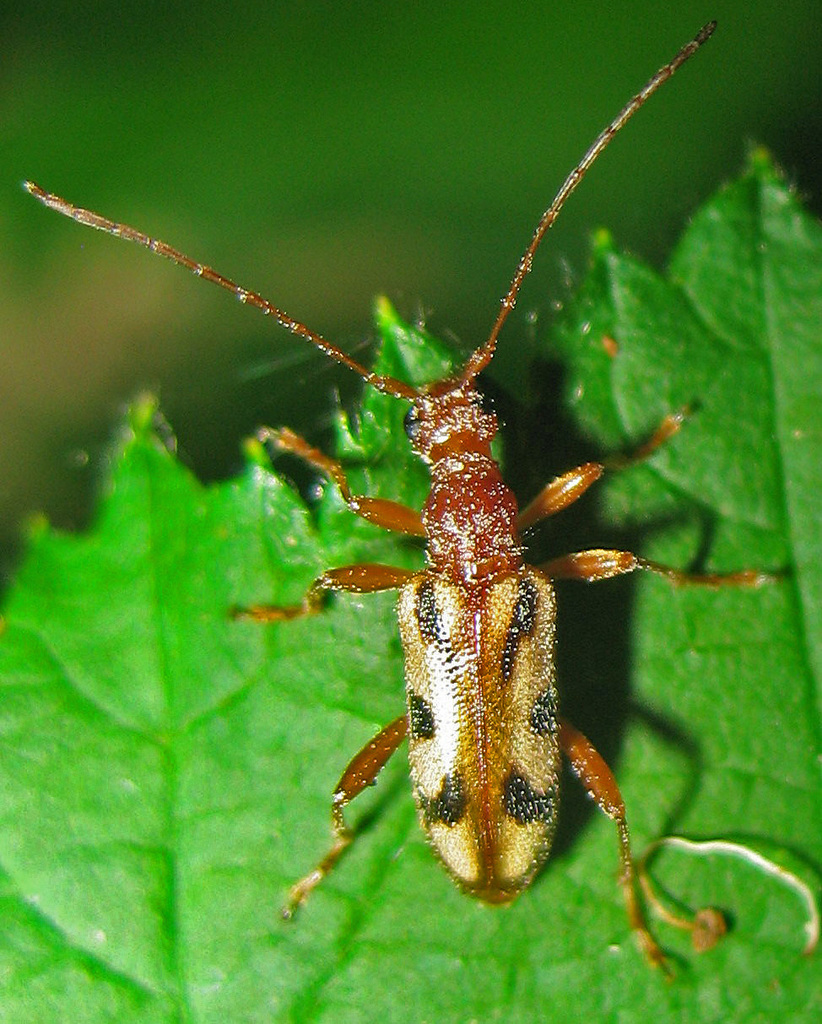 Scripted Long-horned Beetle