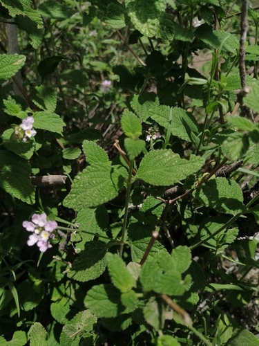 Image of Lantana velutina by (c) Erick Vélez Sánchez, some rights reserved (CC BY)