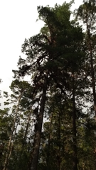 Pinus ayacahuite