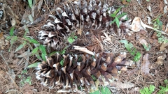 Pinus ayacahuite