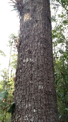 Pinus ayacahuite