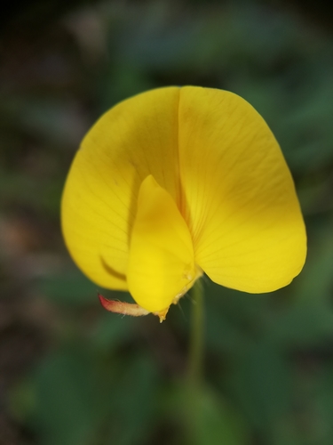 Arachis pintoi