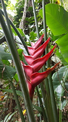 Heliconia caribaea