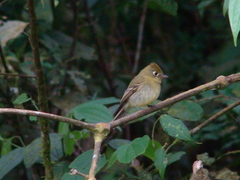 Empidonax flavescens