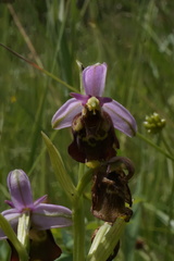 Ophrys fuciflora elatior