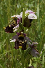 Ophrys fuciflora elatior