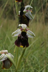 Ophrys fuciflora elatior
