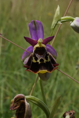 Ophrys fuciflora elatior