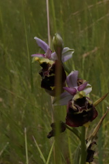 Ophrys fuciflora elatior