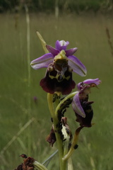 Ophrys fuciflora elatior