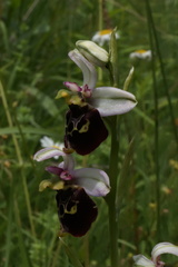 Ophrys fuciflora elatior