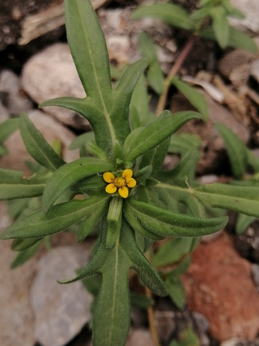Image of Melampodium sericeum by (c) Erick Vélez Sánchez, some rights reserved (CC BY)