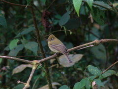 Empidonax flavescens