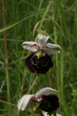 Ophrys fuciflora elatior
