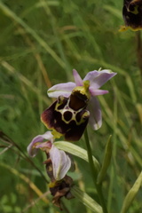 Ophrys fuciflora elatior