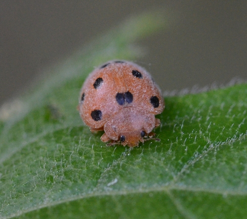 Henosepilachna argus