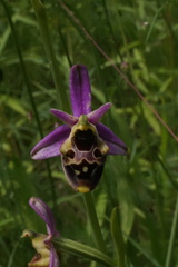 Ophrys fuciflora elatior