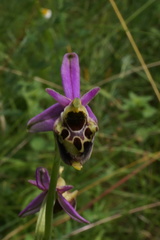 Ophrys fuciflora elatior