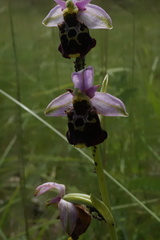 Ophrys fuciflora elatior