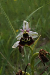 Ophrys fuciflora elatior