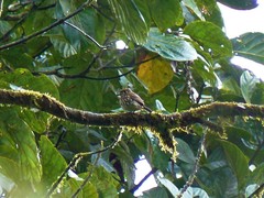 Micromonacha lanceolata