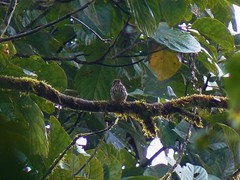 Micromonacha lanceolata