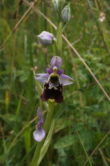Ophrys fuciflora elatior