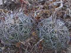Coryphantha cornifera